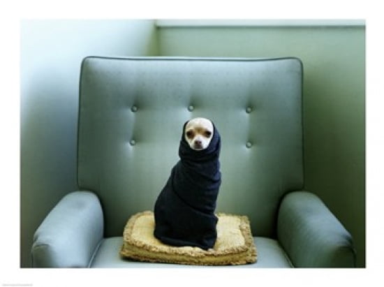 A Chihuahua wrapped in a blanket sitting on a couch Canvas Art - (24 x 18)