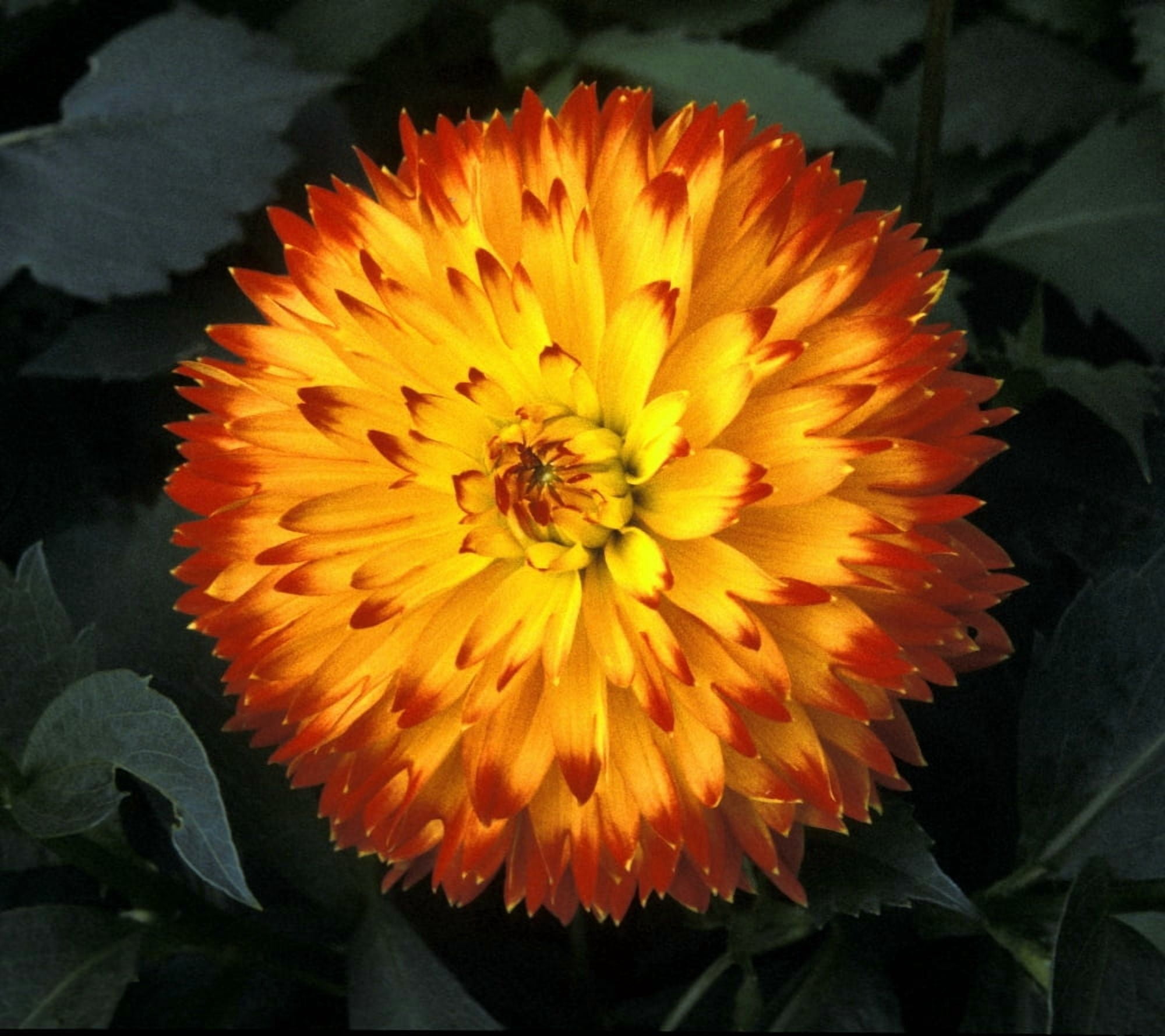 A Chrysanthemum Bloom Canvas Art - David Chapman Design Pics (28 x 26)
