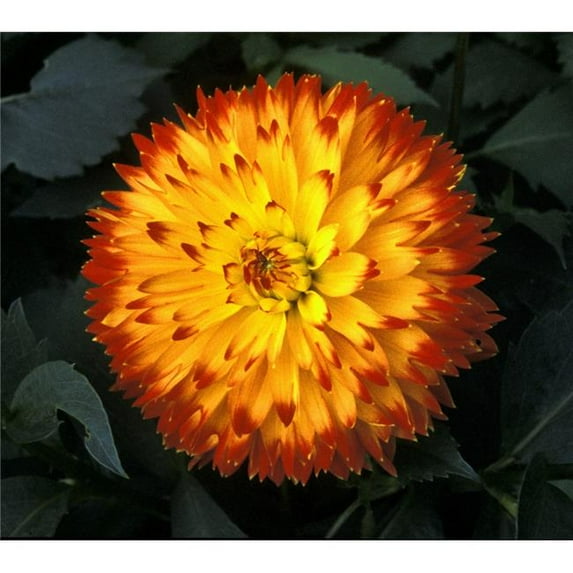 A Chrysanthemum Bloom Poster Print by David Chapman - 14 x 13