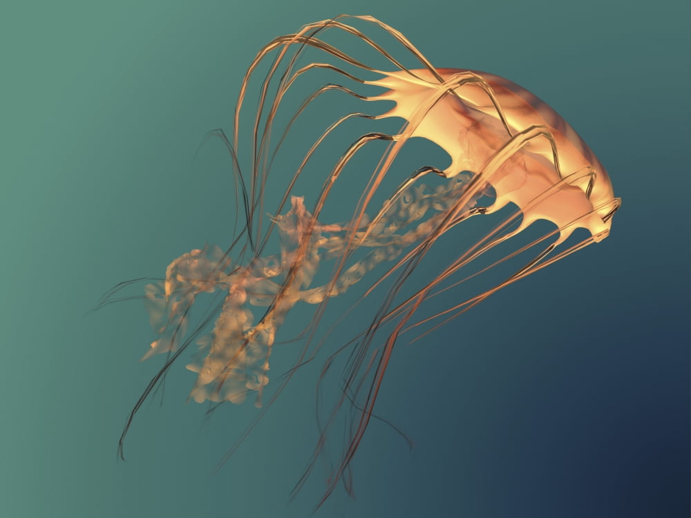 A Chrysaora sea nettle jellyfish illustration Canvas Art - Corey FordStocktrek Images (32 x 24)