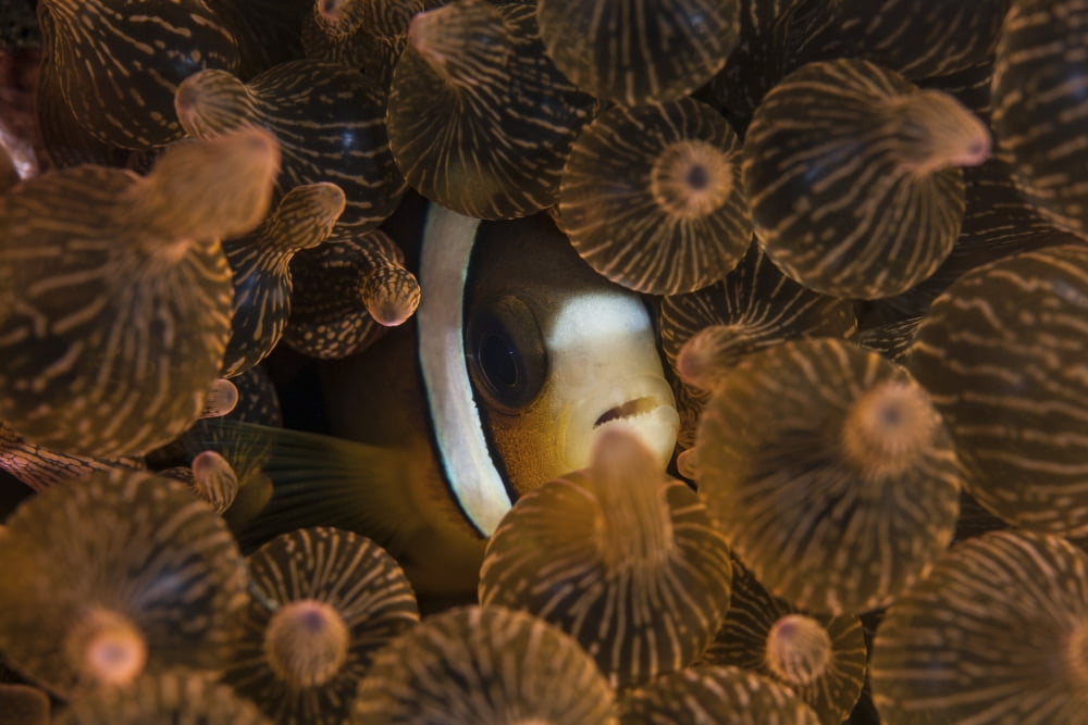 A Clarks anemonefish nuggles into the tentacles of its host anemone Canvas Art - Ethan DanielsStocktrek Images (34 x 23)