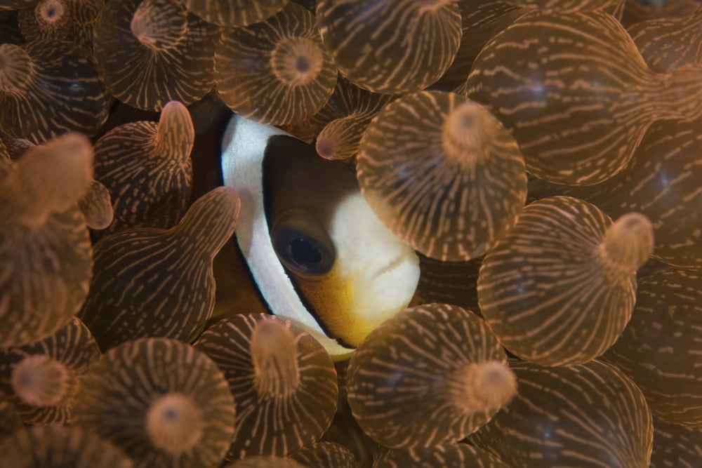 A Clarks anemonefish nuggles into the tentacles of its host anemone Canvas Art - Ethan DanielsStocktrek Images (34 x 23)