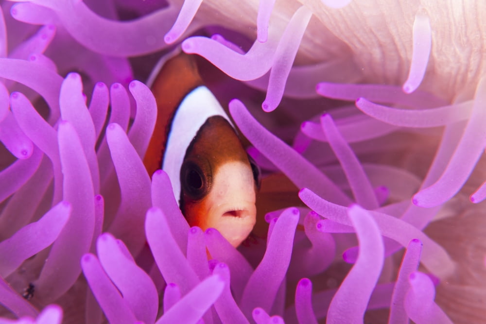 A Clarks anemonefish snuggles amongst its hosts tentacles Canvas Art - Ethan DanielsStocktrek Images (17 x 12)