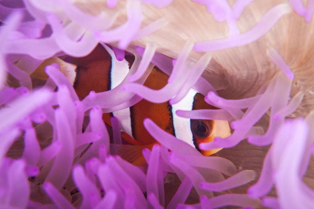 A Clarks anemonefish snuggles amongst its hosts tentacles Canvas Art - Ethan DanielsStocktrek Images (17 x 12)