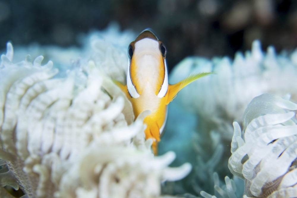 A Clarks anemonefish snuggles amongst its hosts tentacles on a reef Canvas Art - Ethan DanielsStocktrek Images (34 x 23)