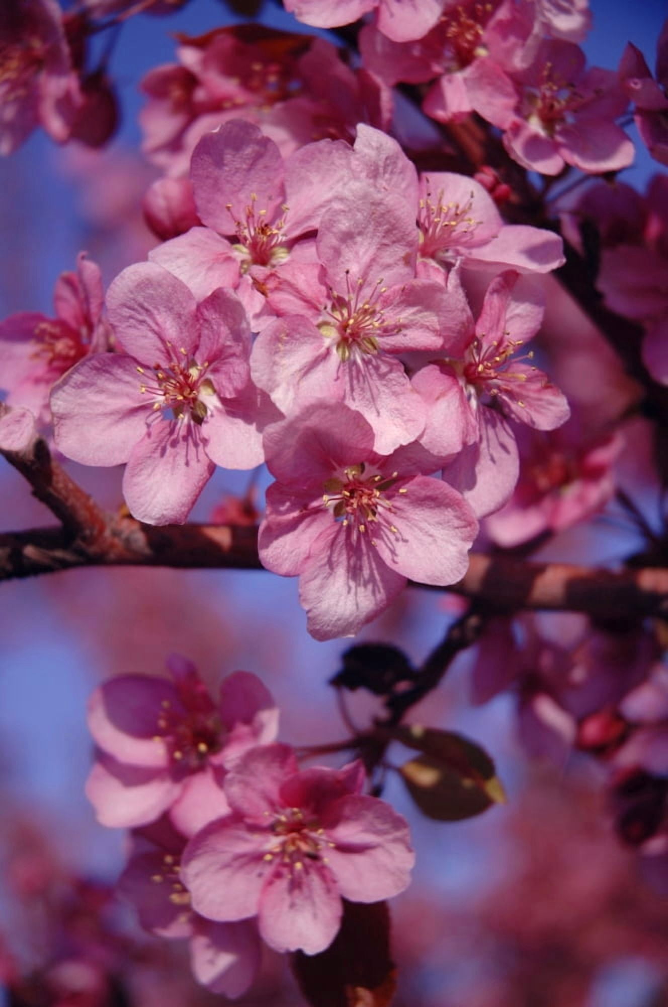 A Close-Up Of Small Pink Flowers Canvas Art - Dean Muz Design Pics (11 x 17)
