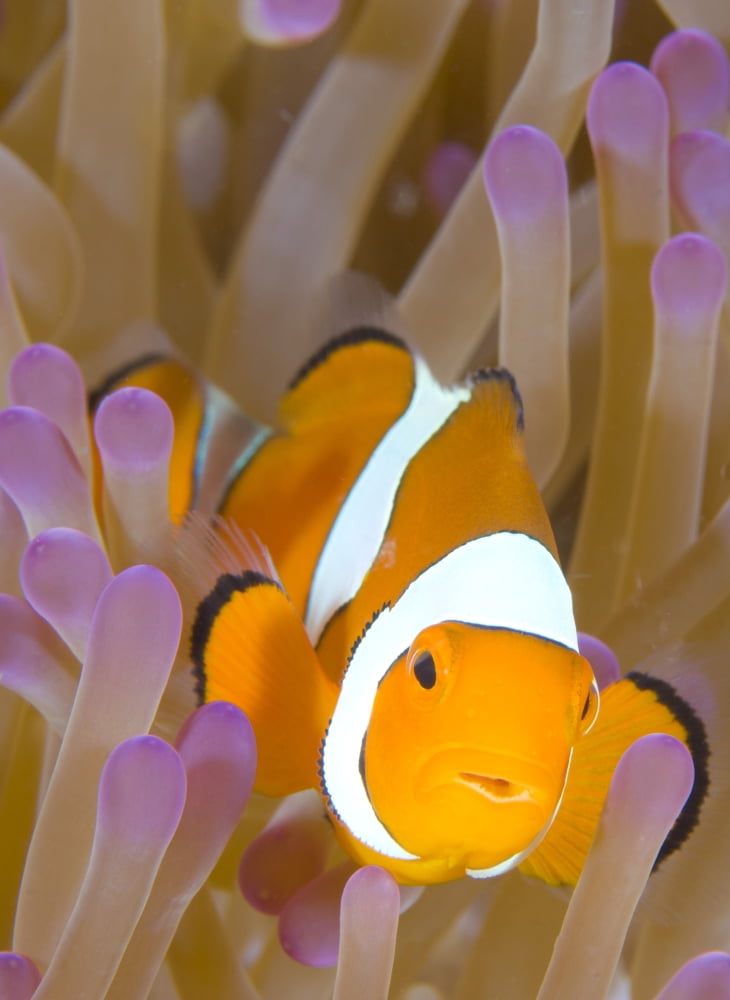 A Clown anemonefish in a purple anemone Papua New Guinea Canvas Art - Steve JonesStocktrek Images (13 x 17)