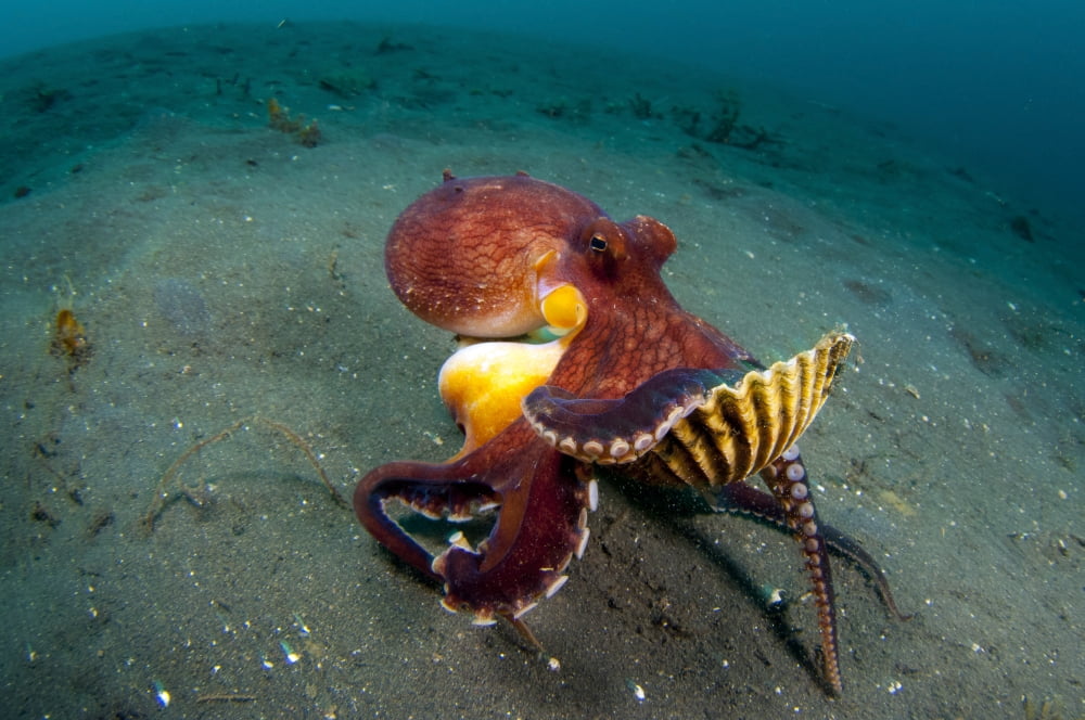 A Coconut Octopus Lembeh Strait Sulawesi Indonesia Canvas Art - Steve JonesStocktrek Images (18 x 12)