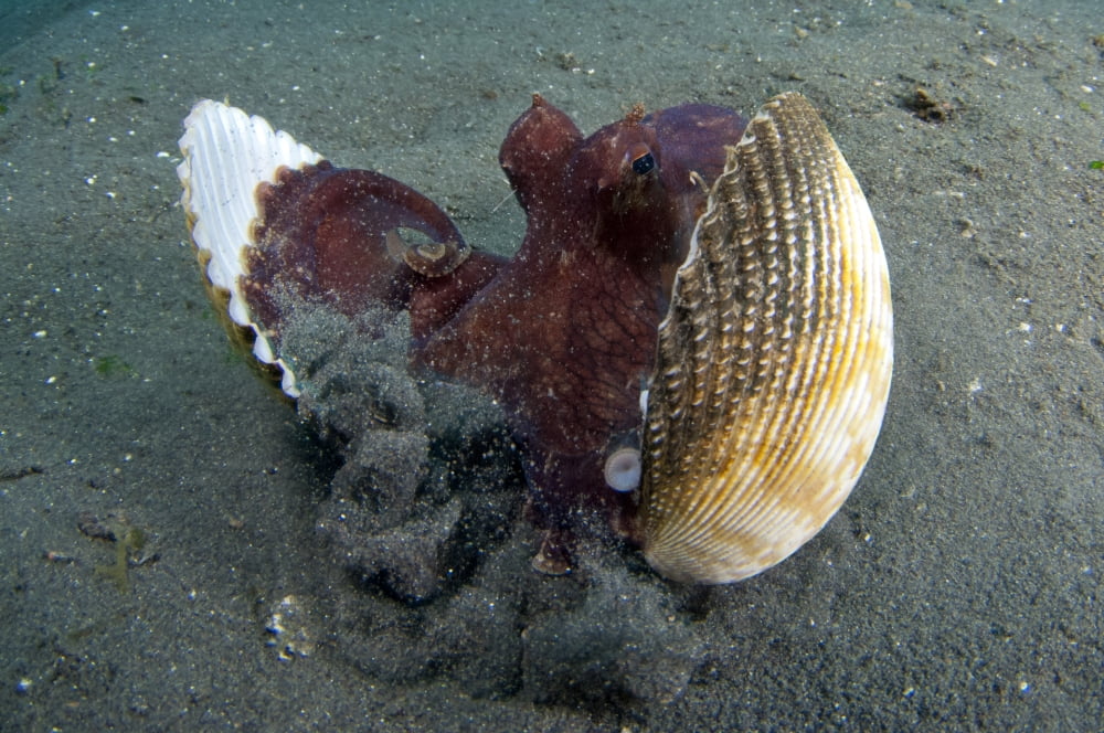 A Coconut Octopus Lembeh Strait Sulawesi Indonesia Canvas Art - Steve JonesStocktrek Images (18 x 12)