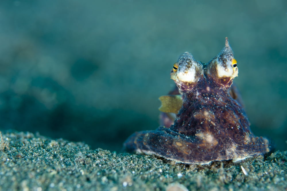 A Coconut Octopus Lembeh Strait Sulawesi Indonesia Canvas Art - Steve JonesStocktrek Images (18 x 12)