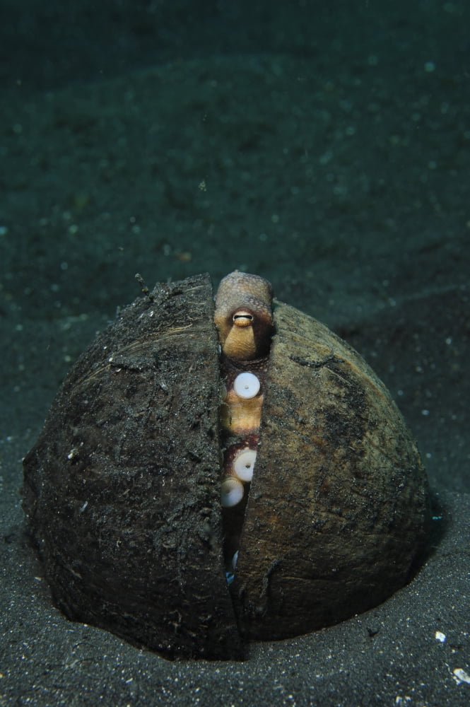 A Coconut Octopus Lembeh Strait Sulawesi Indonesia Canvas Art - Steve JonesStocktrek Images (23 x 35)