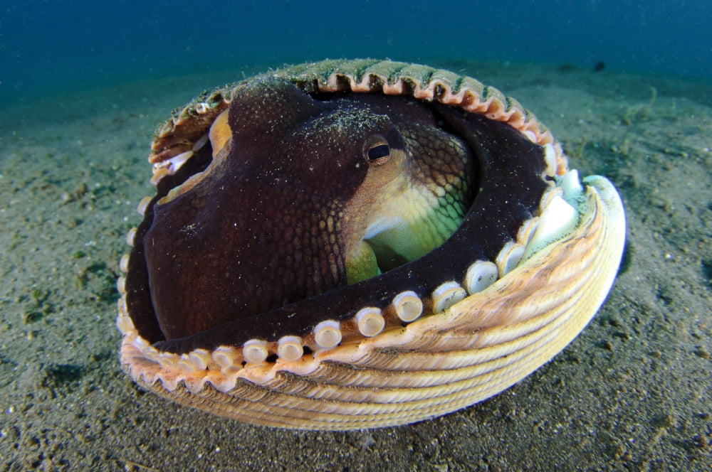 A Coconut Octopus Lembeh Strait Sulawesi Indonesia Canvas Art - Steve JonesStocktrek Images (35 x 23)
