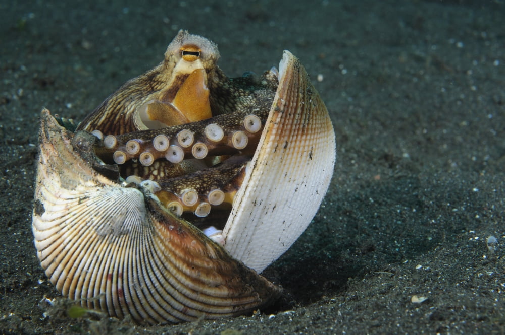 A Coconut Octopus Lembeh Strait Sulawesi Indonesia Canvas Art - Steve JonesStocktrek Images (35 x 23)