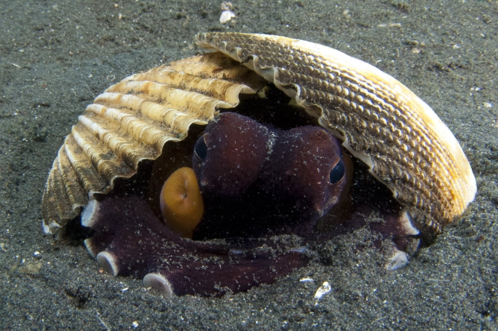 A Coconut Octopus Lembeh Strait Sulawesi Indonesia Canvas Art - Steve JonesStocktrek Images (35 x 23)