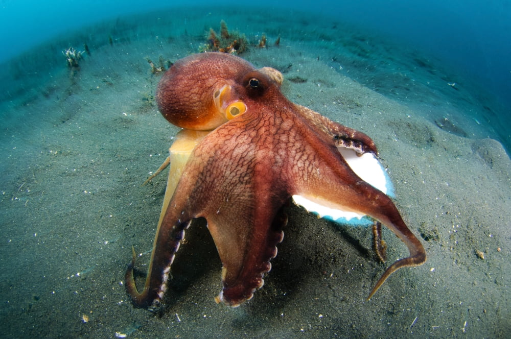 A Coconut Octopus Lembeh Strait Sulawesi Indonesia Canvas Art - Steve JonesStocktrek Images (35 x 23)