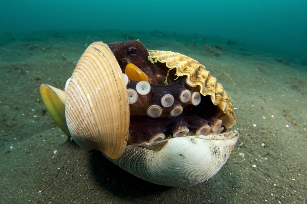 A Coconut Octopus Lembeh Strait Sulawesi Indonesia Canvas Art - Steve JonesStocktrek Images (35 x 23)