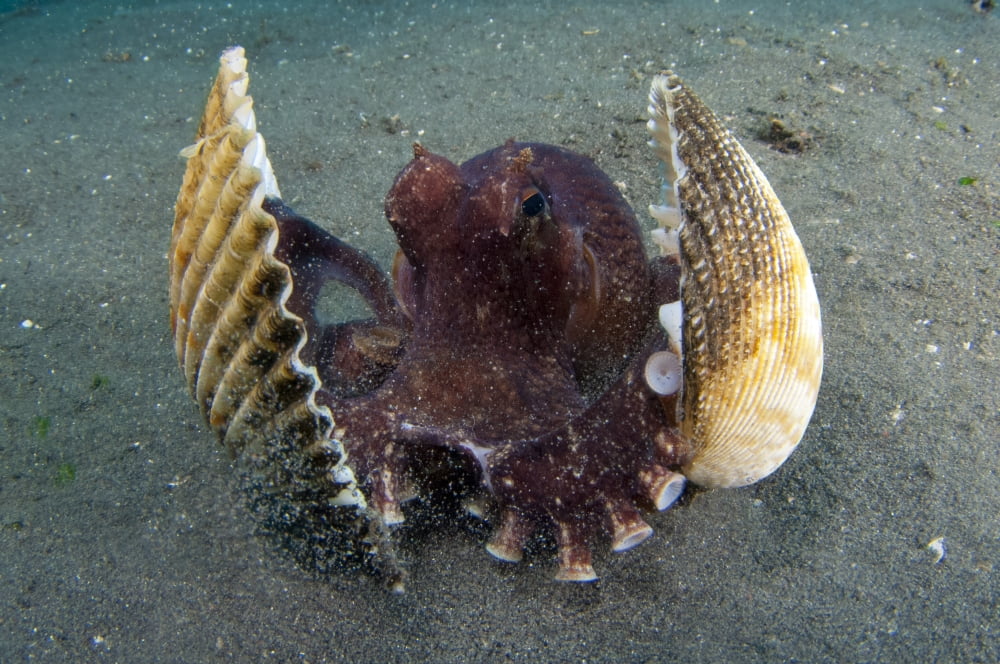 A Coconut Octopus Lembeh Strait Sulawesi Indonesia Canvas Art - Steve JonesStocktrek Images (35 x 23)