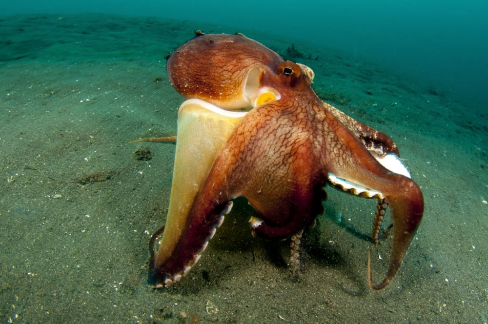 A Coconut Octopus Lembeh Strait Sulawesi Indonesia Canvas Art - Steve JonesStocktrek Images (35 x 23)