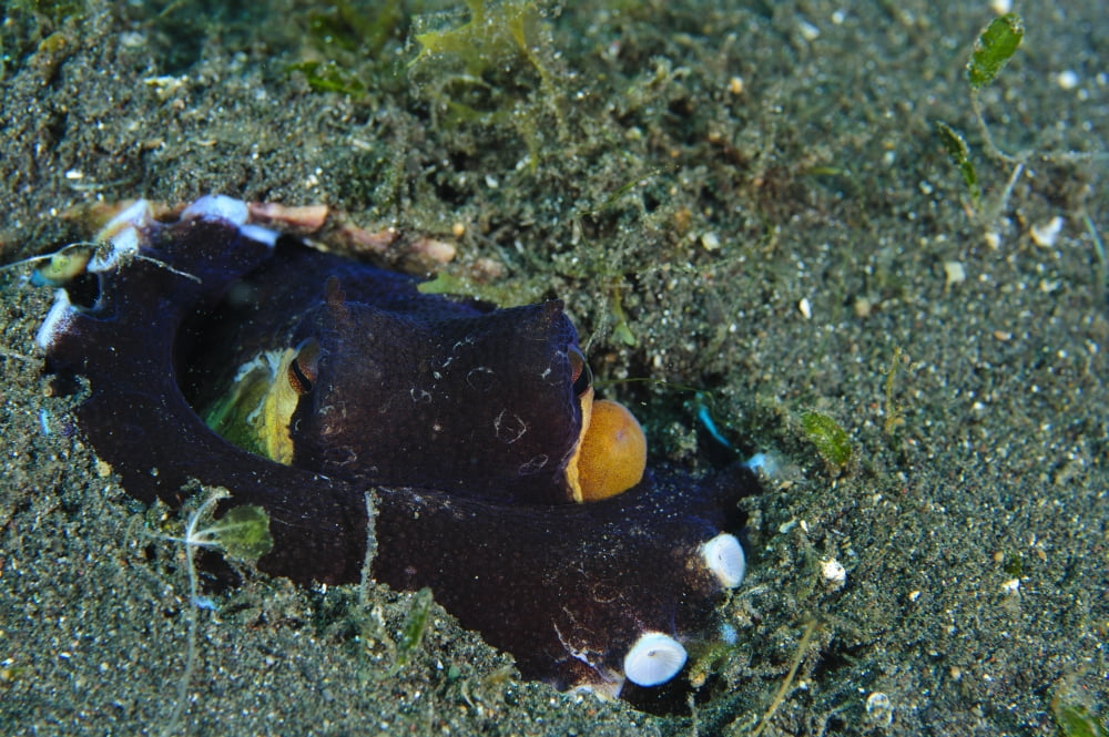 A Coconut Octopus Lembeh Strait Sulawesi Indonesia Canvas Art - Steve JonesStocktrek Images (35 x 23)
