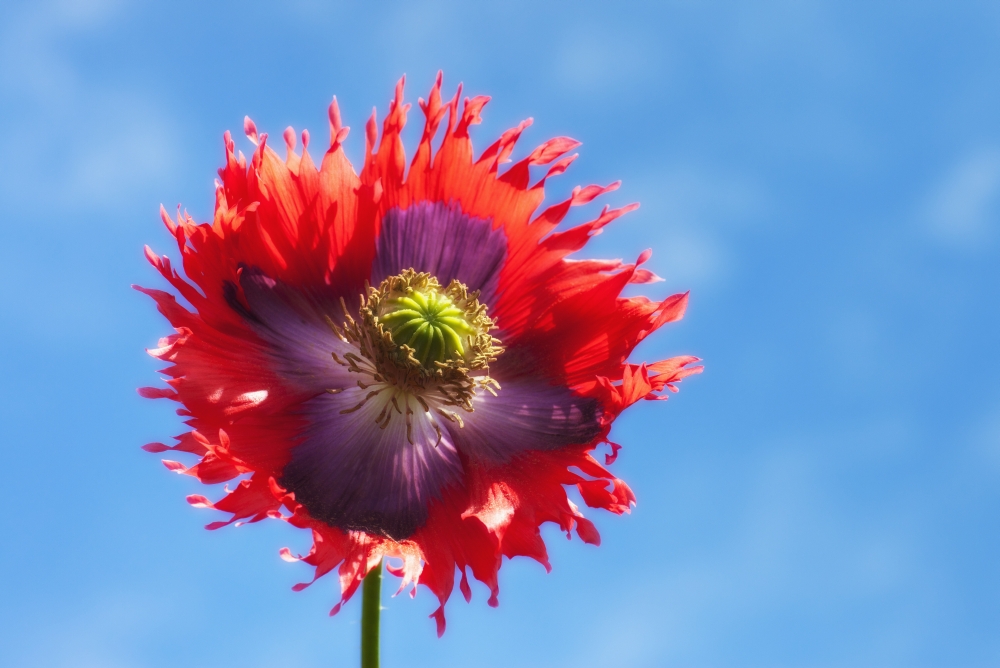 A Colorful Flower With Red And Purple Petals Against A Blue Sky Northumberland England Canvas Art - John Short Design Pics (18 x 12)
