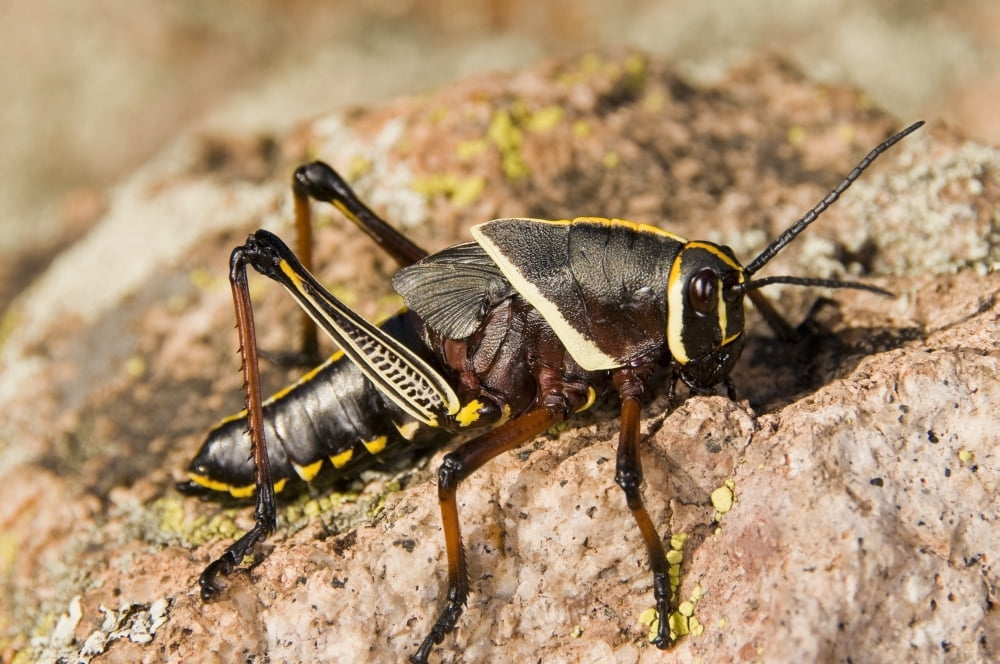 A Colorful Lubber Grasshopper (Brachystola Magna) Walking On A Boulder Canvas Art - Jack Goldfarb Design Pics (18 x 12)