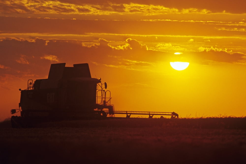 A Combine (Harvester) Harvests Winter Wheat At Sunset Near Oakbank Manitoba Canvas Art - Dave Reede Design Pics (17 x 11)