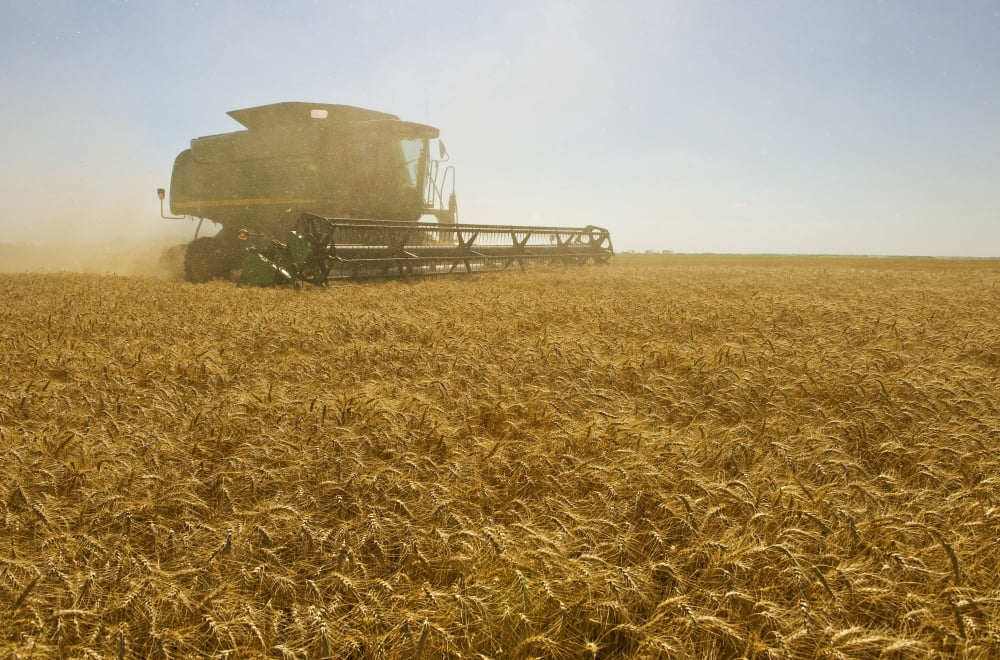 A Combine Harvester Works A Field Of Winter Wheat Near Nesbitt Manitoba Canvas Art - Dave Reede Design Pics (34 x 22)