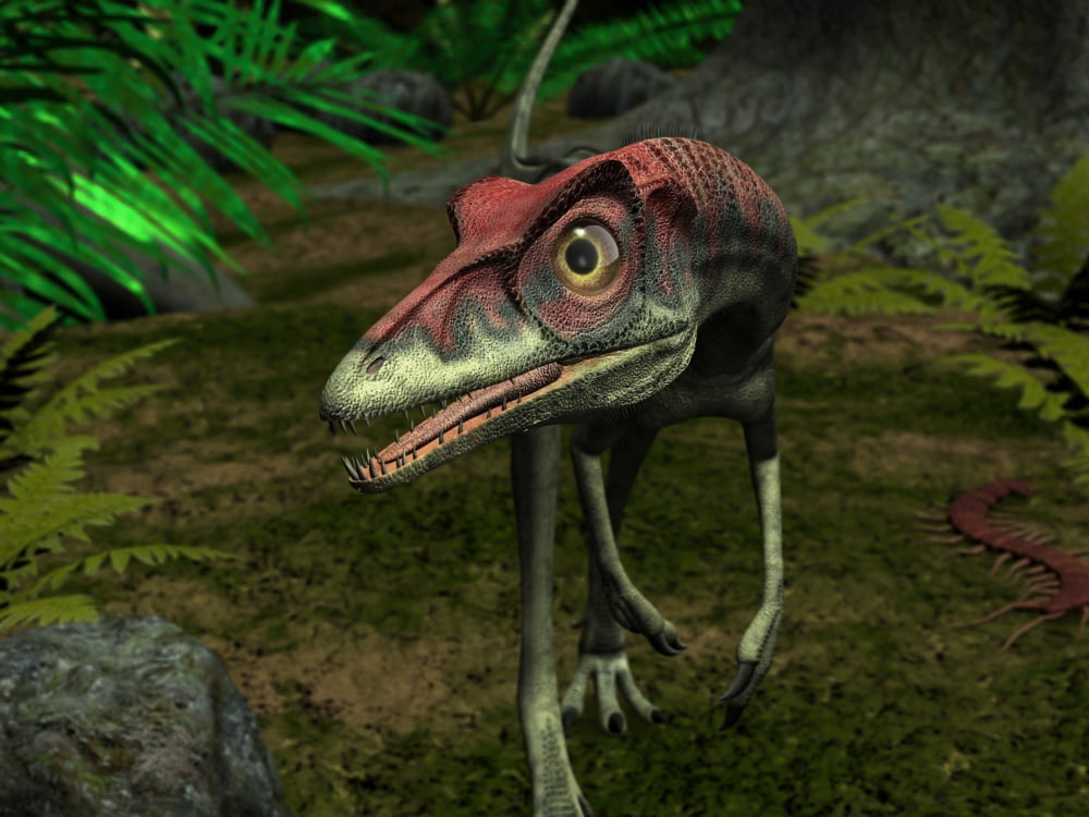 A Compsognathus wanders a late Jurassic forest Canvas Art - Walter MyersStocktrek Images (33 x 25)