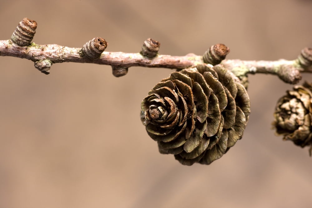 A Conifer Cone On A Tree Branch Canvas Art - John Short Design Pics (19 x 12)