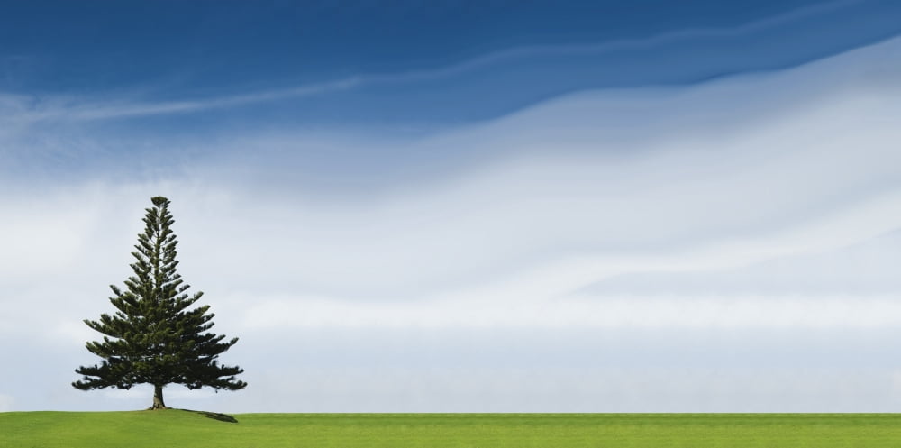 A Coniferous Tree Standing Alone In A Field Canvas Art - Stuart Corlett Design Pics (44 x 20)