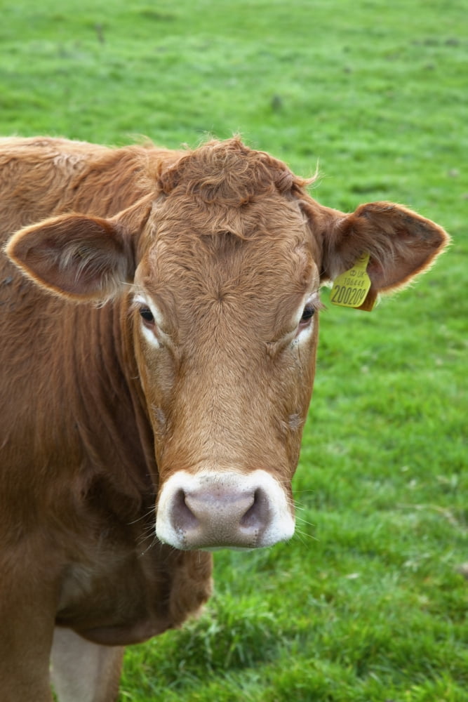 A Cow Canvas Art - John Short Design Pics (12 x 19)