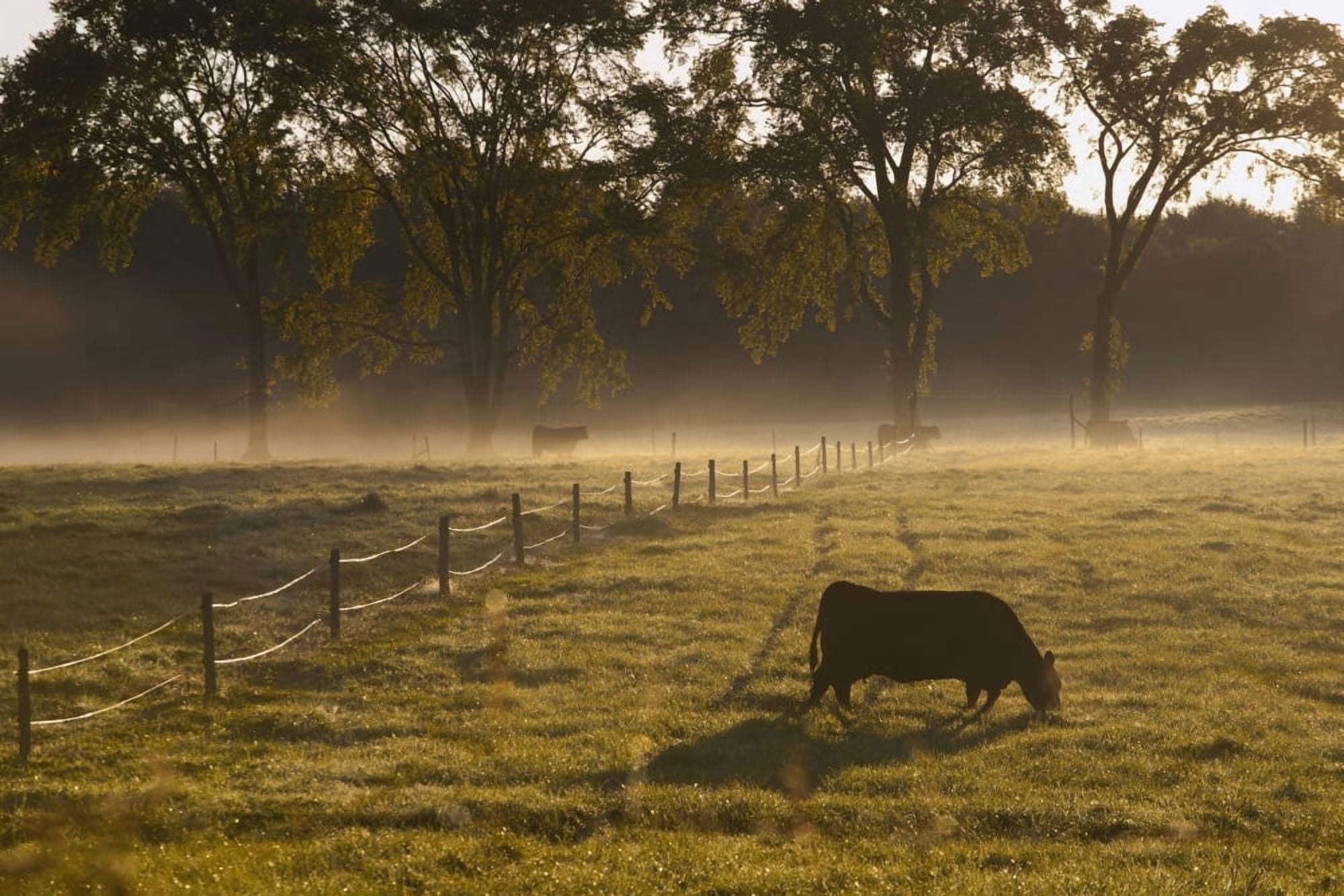 A Cow Grazing In A Field In The Early Morning Light Ville De Lac Brome Quebec Canada Canvas Art - David Chapman Design Pics (38 x 24)