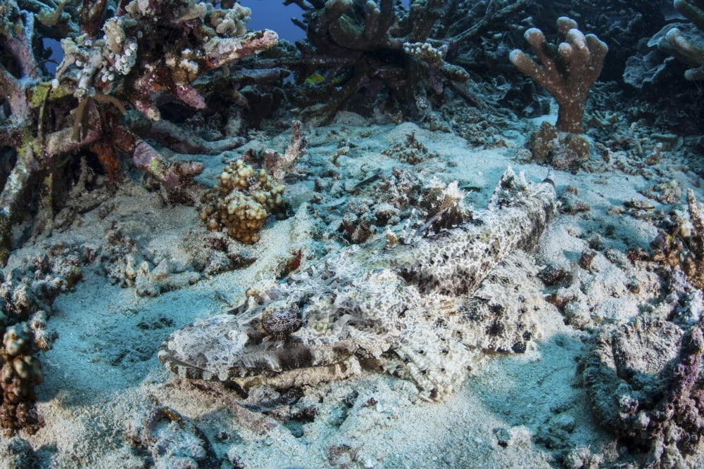 A Crocodilefish lays on the seafloor near an artificial reef Canvas Art - Ethan DanielsStocktrek Images (34 x 23)