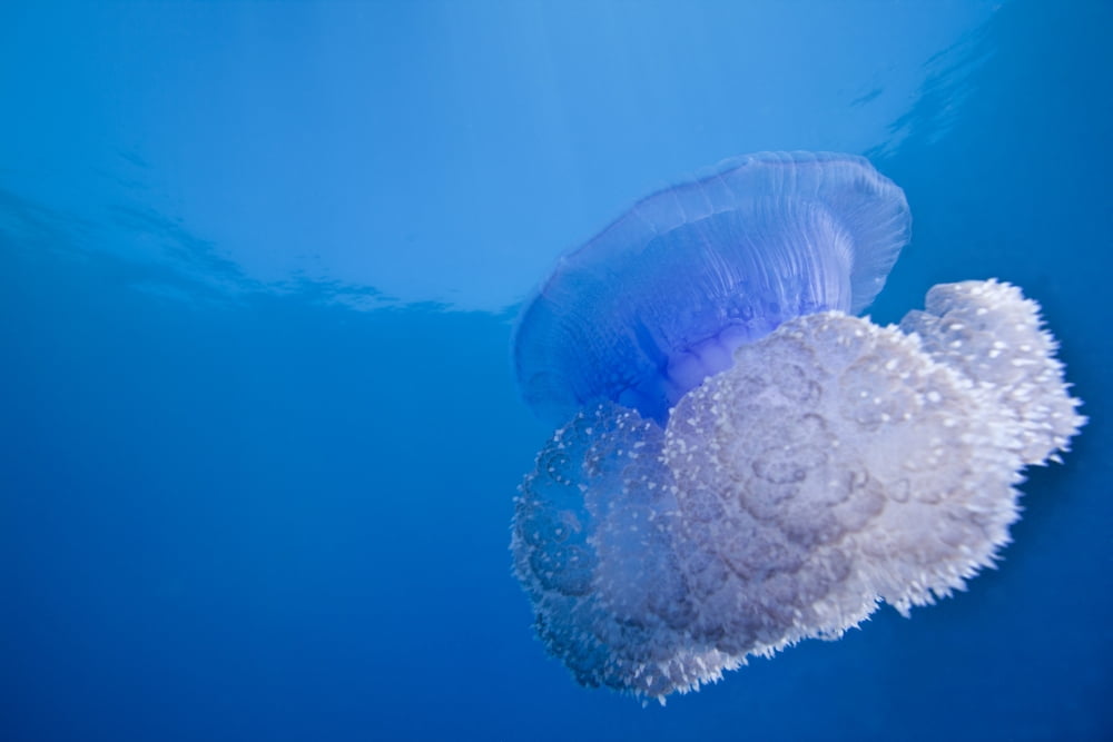 A Crown Jellyfish gently floating off the coast of Fiji Canvas Art - Michael WoodStocktrek Images (18 x 12)