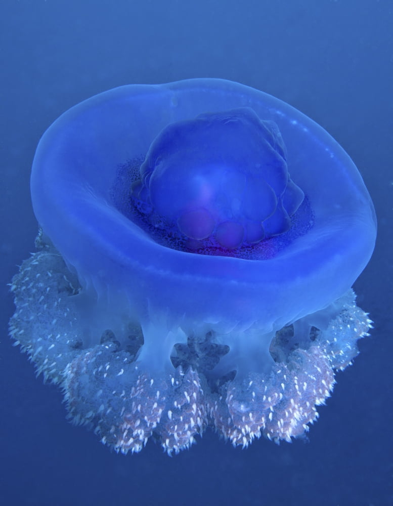 A Crown Jellyfish gently floating off the coast of Fiji Canvas Art - Michael WoodStocktrek Images (25 x 32)
