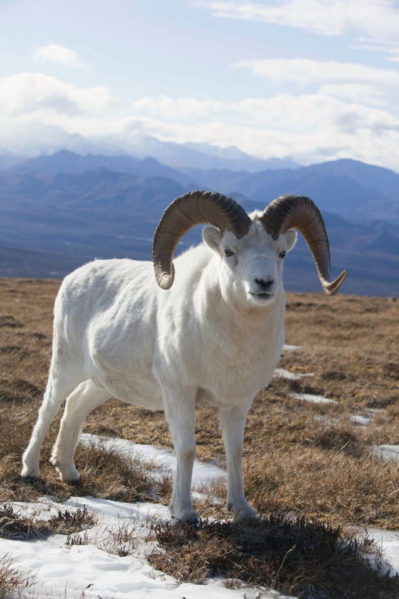 A Dall Sheep Ram Stands On Tundra Denali National Park And Preserve Interior Alaska Autumn Canvas Art - Doug Lindstrand Design Pics (24 x 38)