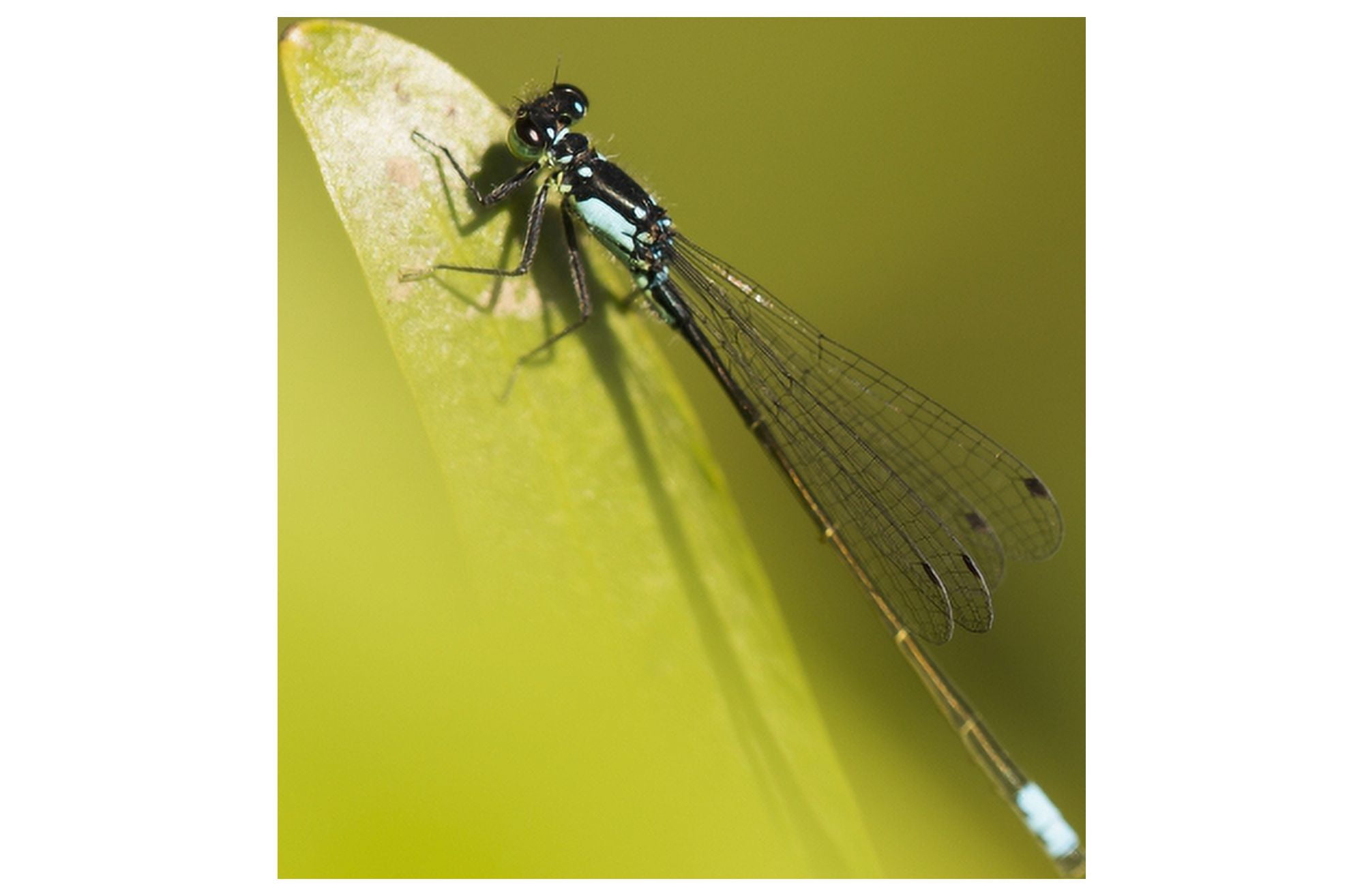 A Damselfly (Zygoptera) Rests On A Stem Astoria United States Of America Canvas Art - Robert L Potts  Design Pics (19 x 12)