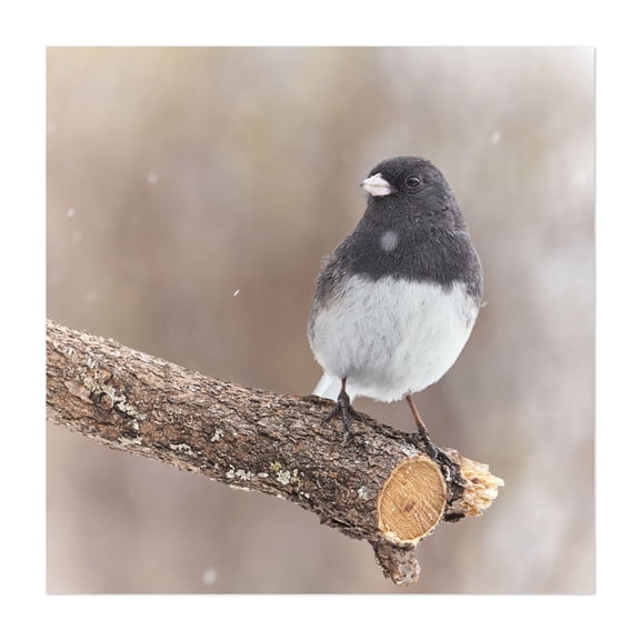 A Dark Eyed Junco on a cold winter day - Photography Bird Wildlife Nature Winter Animal Snow Woodland Unframed Wall Art Print 18 x 18 inches