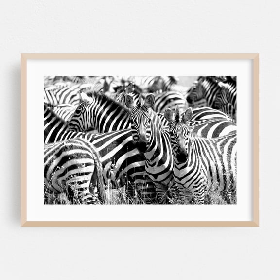 A Dazzle - Thorn Tree Tented Camp Tanzania Photography Black and White Wildlife Nature Animal Oak Framed Wall Art Print 12 x 18 inches