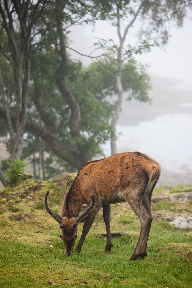 A Deer Grazing In A Foggy Meadow By The Waters Edge Argyll Scotland Canvas Art - John Short Design Pics (12 x 19)