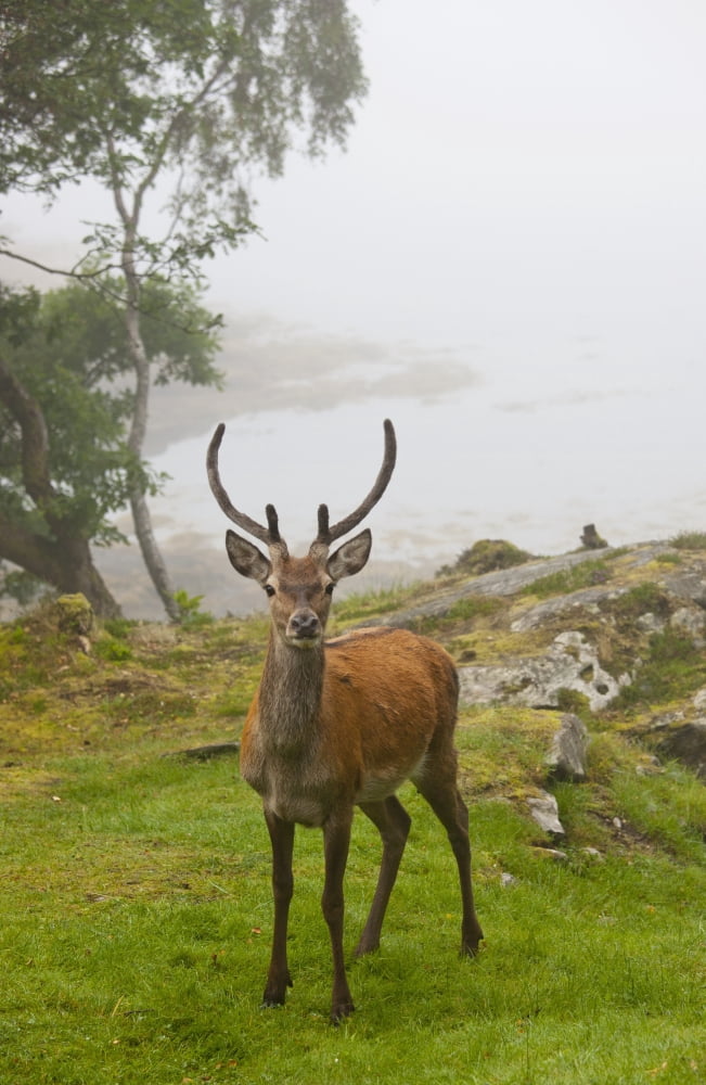 A Deer Stands In A Foggy Meadow By The Waters Edge Argyll Scotland Canvas Art - John Short  Design Pics (24 x 38)