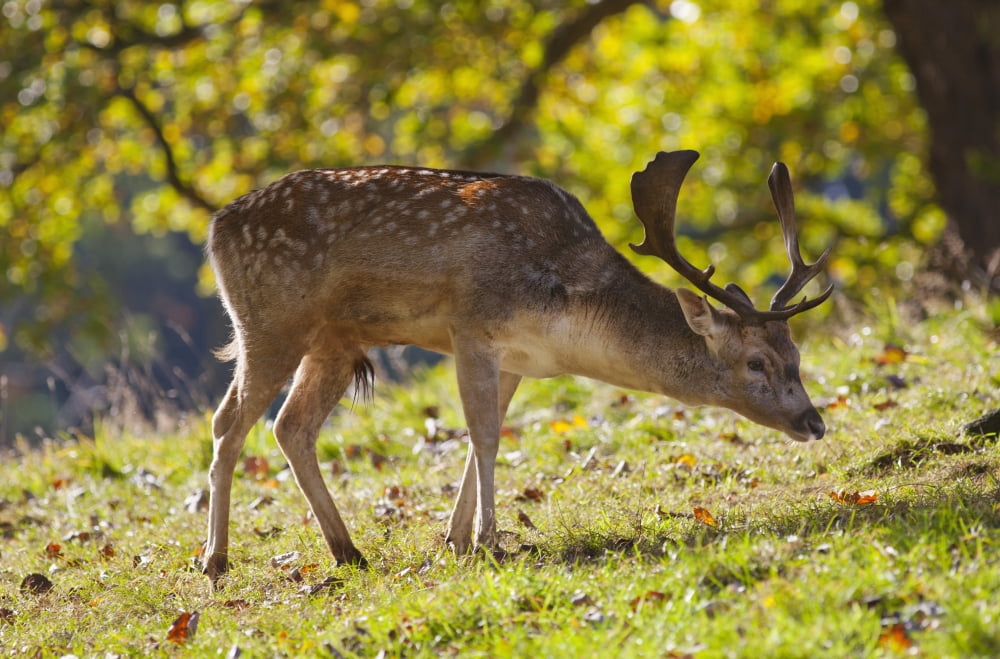 A Deer With Antlers Grazing On The Grass North Yorkshire England Canvas Art - John Short Design Pics (38 x 24)