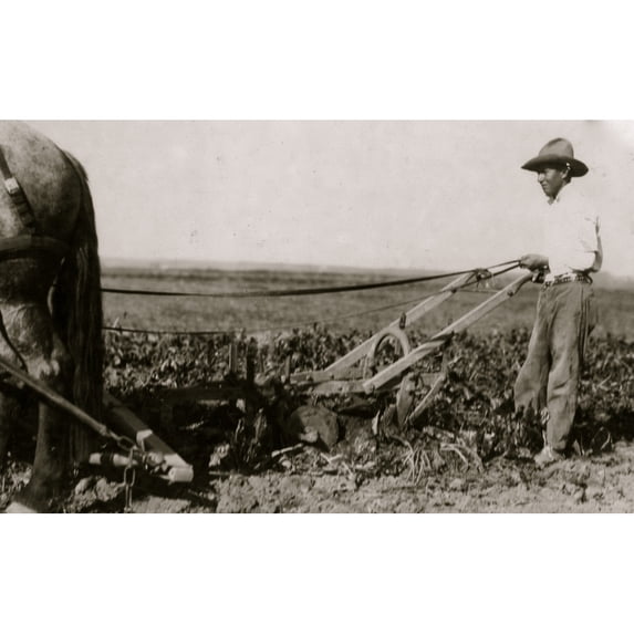 A Deere pulling machine two horses. These merely loosen the soil leaving the final pull to be exerted by the workers.