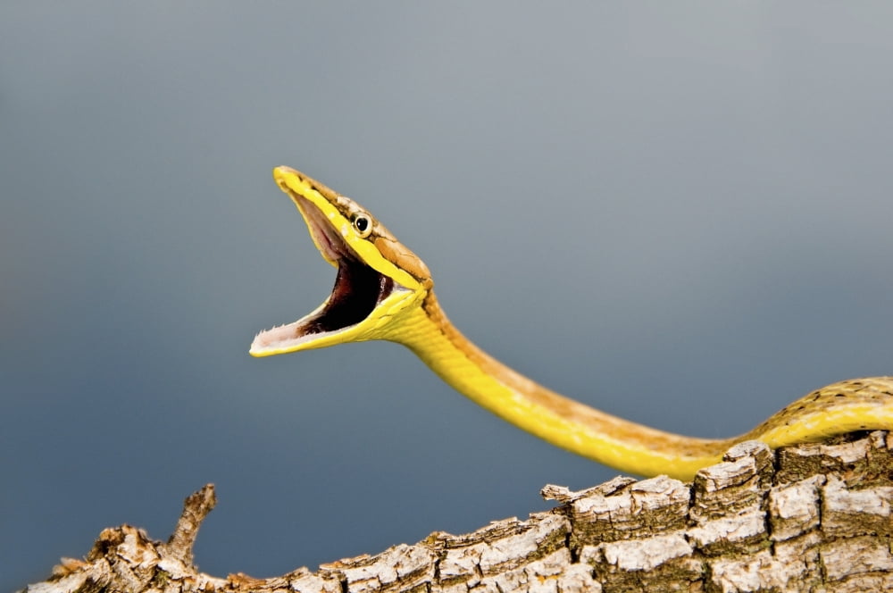 A Defensive Brown Vine Snake (Oxybelis Aeneus) Canvas Art - Jack Goldfarb Design Pics (18 x 12)