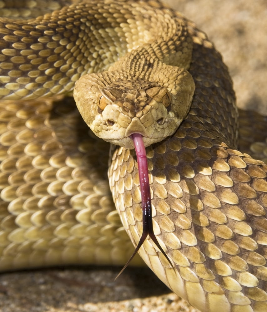A Defensive Mojave Green Rattlesnake (Crotalus Scutulatus) Canvas Art - Jack Goldfarb Design Pics (14 x 16)
