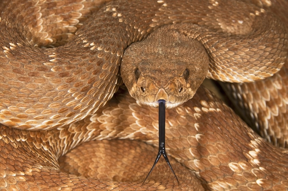 A Defensive Red-Diamond Rattlesnake (Crotalus Ruber) Canvas Art - Jack Goldfarb Design Pics (18 x 12)