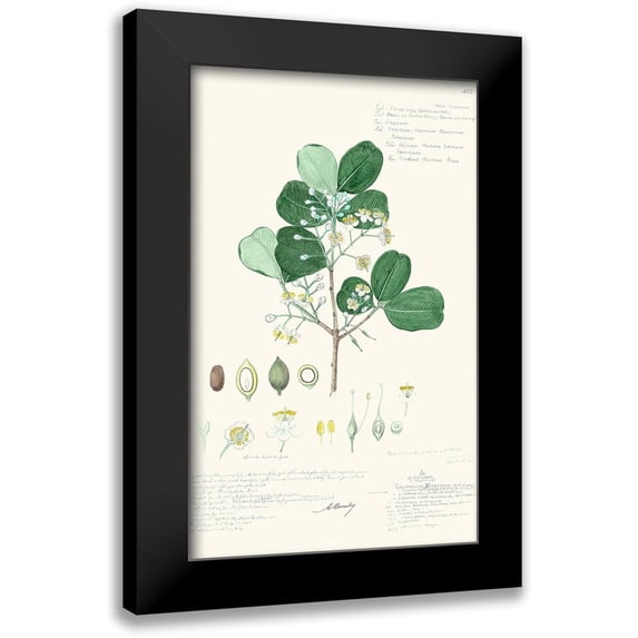 A. Descubes 13x18 Black Modern Framed Museum Art Print Titled - Delicate Descubes II