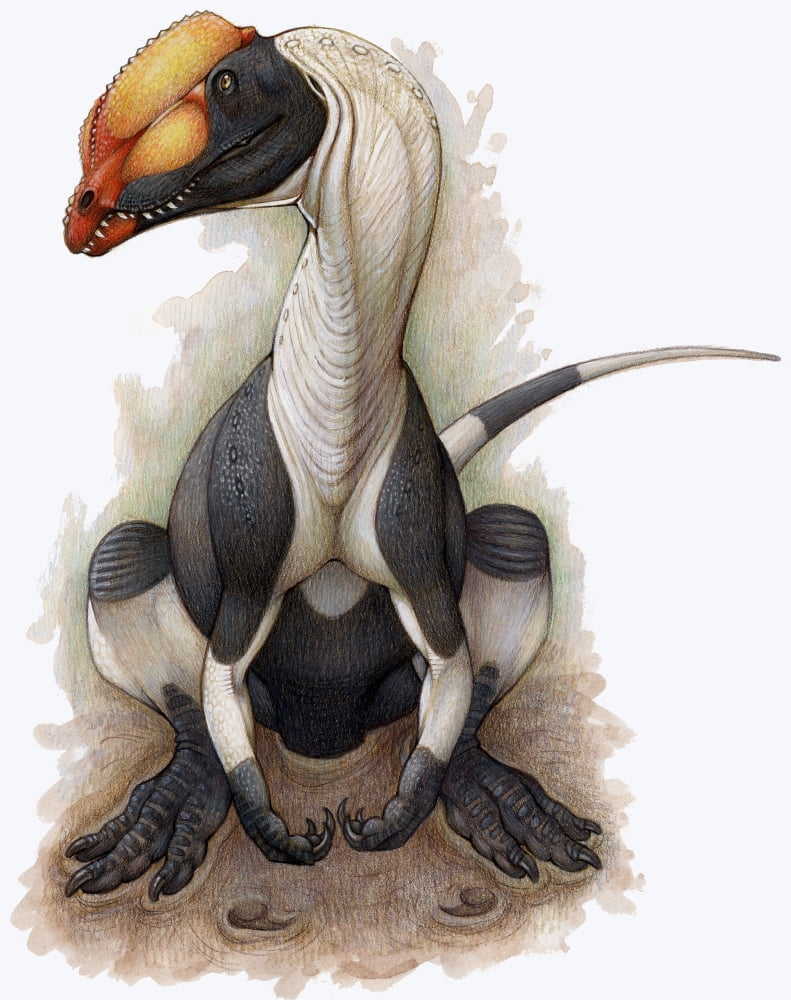 A Dilophosaurus dinosaur of the Jurassic Period Canvas Art - H Kyoht LutermanStocktrek Images (25 x 32)