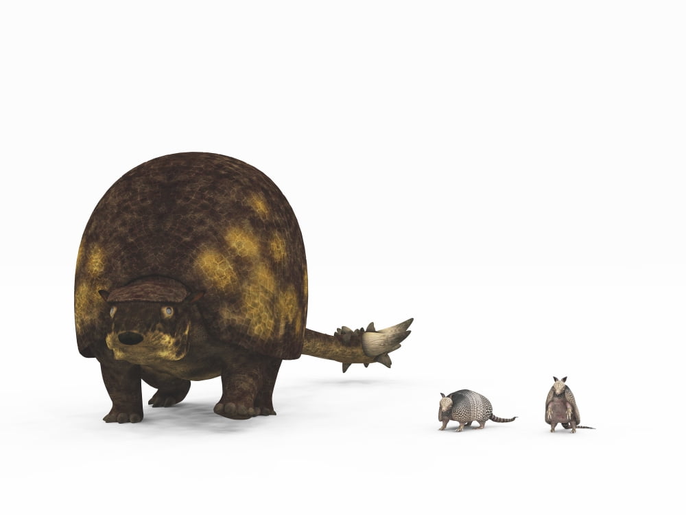 A Doedicurus glyptodont compared to modern armadillos Canvas Art - Walter MyersStocktrek Images (17 x 13)