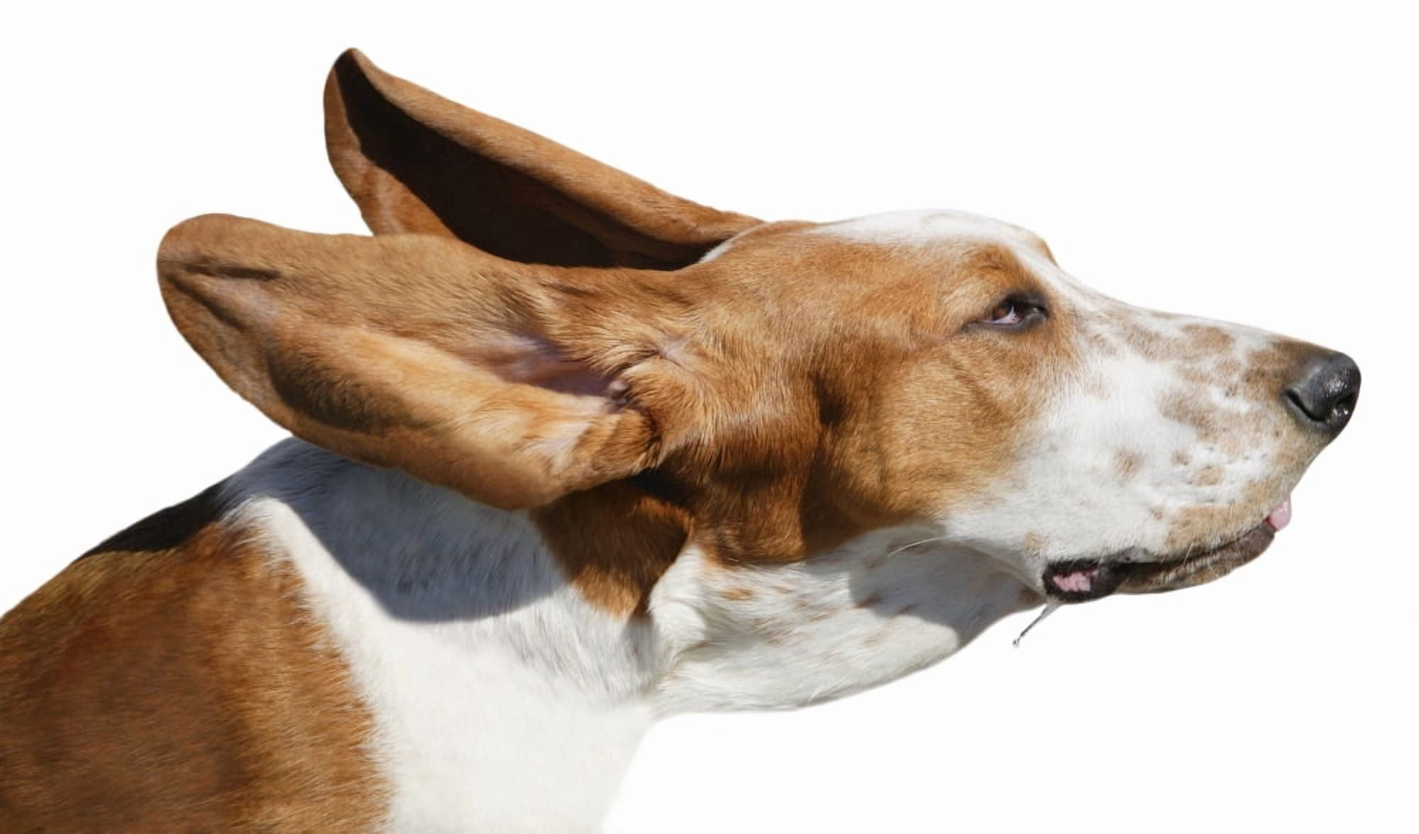 A Dog In The Wind Canvas Art - Don Hammond Design Pics (36 x 20)